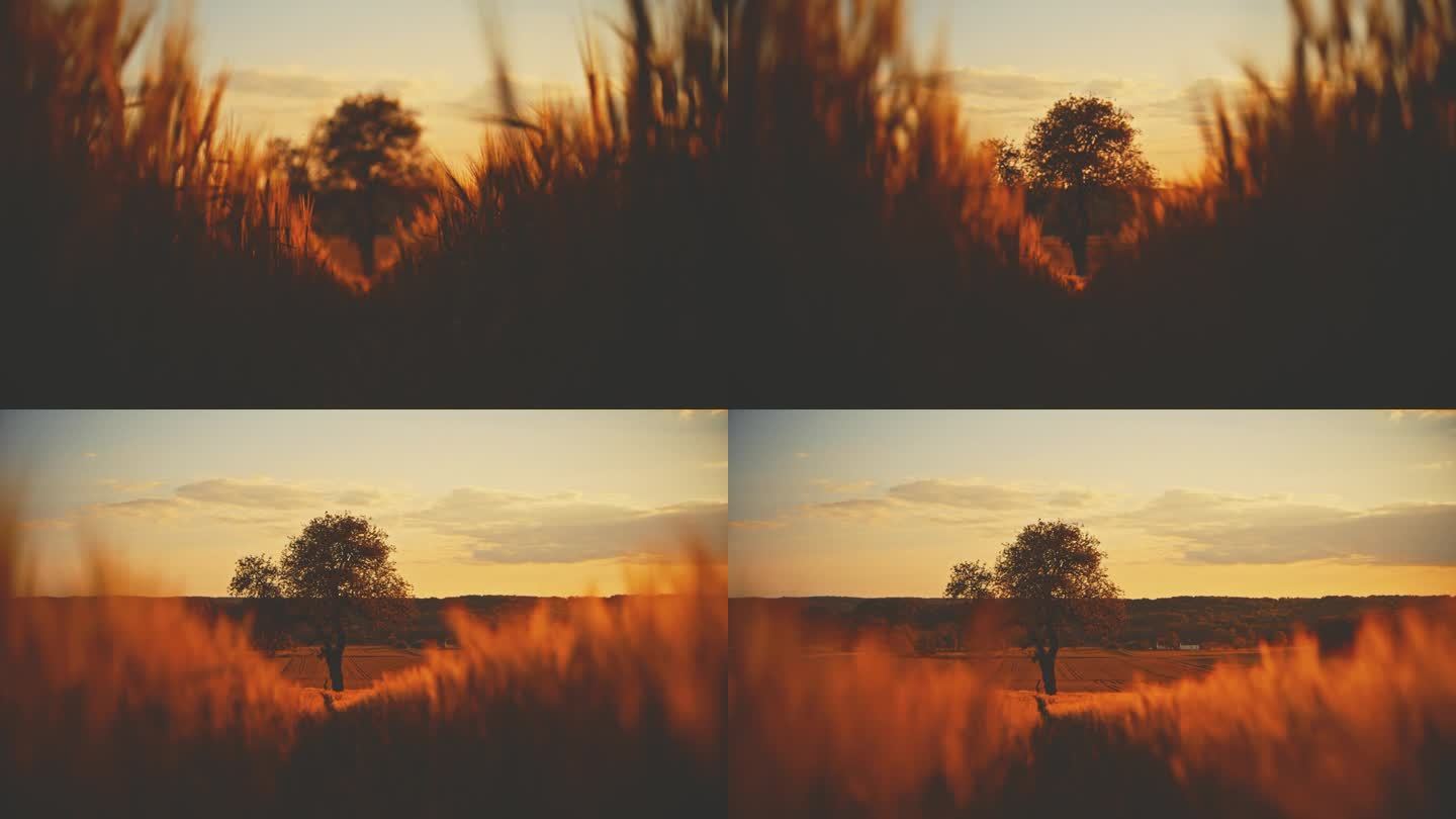 日出时，田园诗般的金色麦田里的一棵树