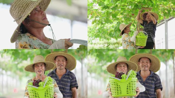 【4k】两位农民笑着摘下葡萄向你展示