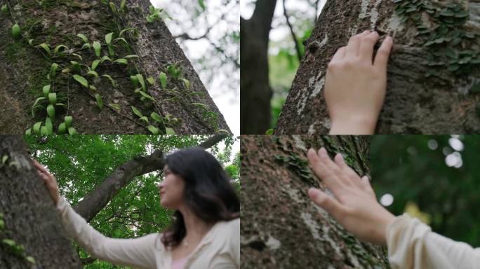 手摸树木-女孩抚摸树干树皮亲近大自然