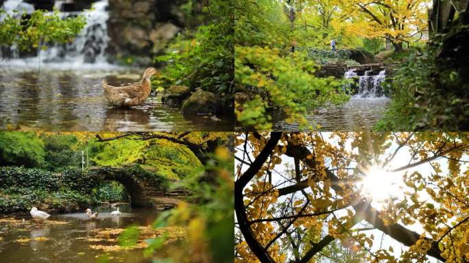 秋季唯美银杏古树小桥流水慢镜头