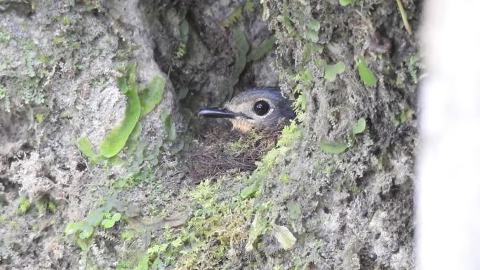 捕蝇虫鸟在悬崖上的地洞里筑巢
