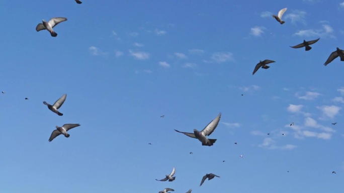 一群鸽子在蓝天上飞翔的慢动作。从下往上看