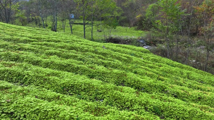 航拍延时 中药材 绞股蓝  茶 药食同源