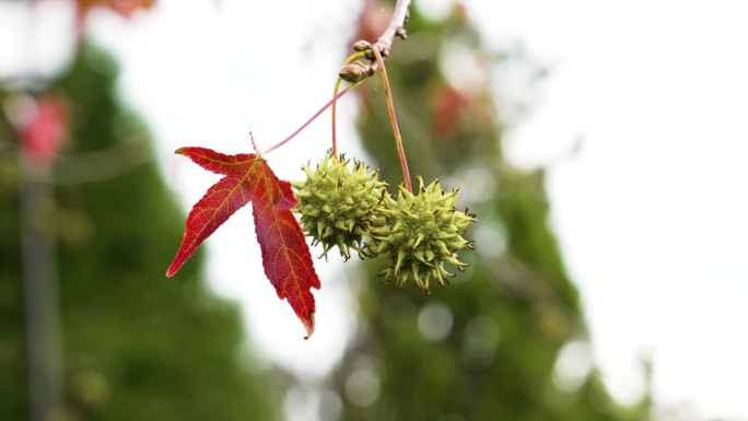 秋天的红叶和绿刺果。美国枫香