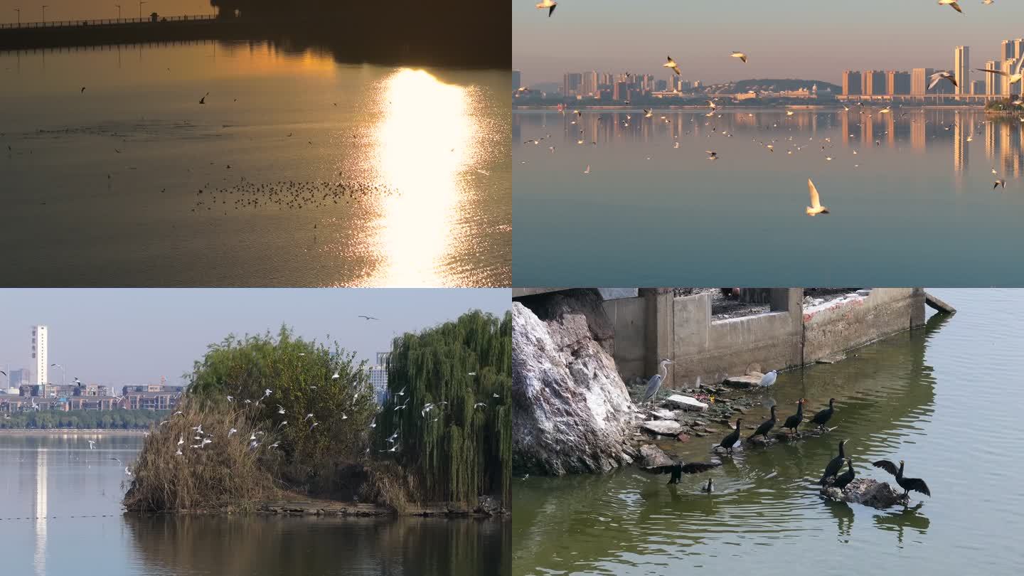 武汉江夏汤逊湖的候鸟迁徙已剪辑好的成片