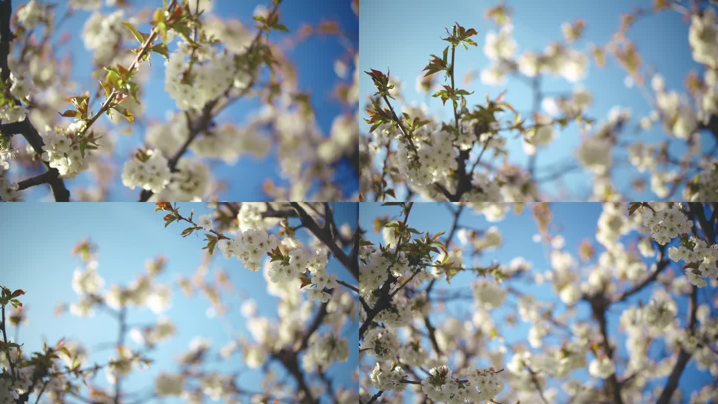 接近白色的樱花生长在阳光明媚的樱桃树上