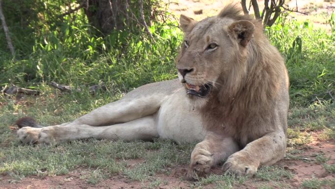 南非夏日的早晨，一头雄狮在树荫下喘着粗气。