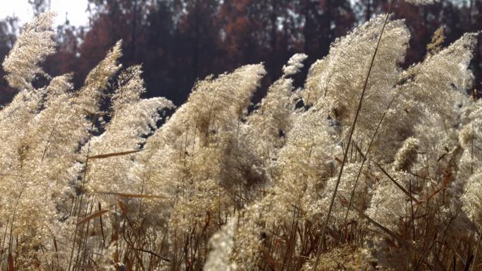 芦苇 芦苇丛 芦花 秋冬芦苇丛