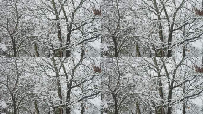 大片的雪花在树枝上堆积