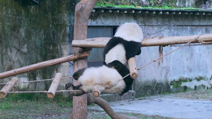 大熊猫吊桥玩耍