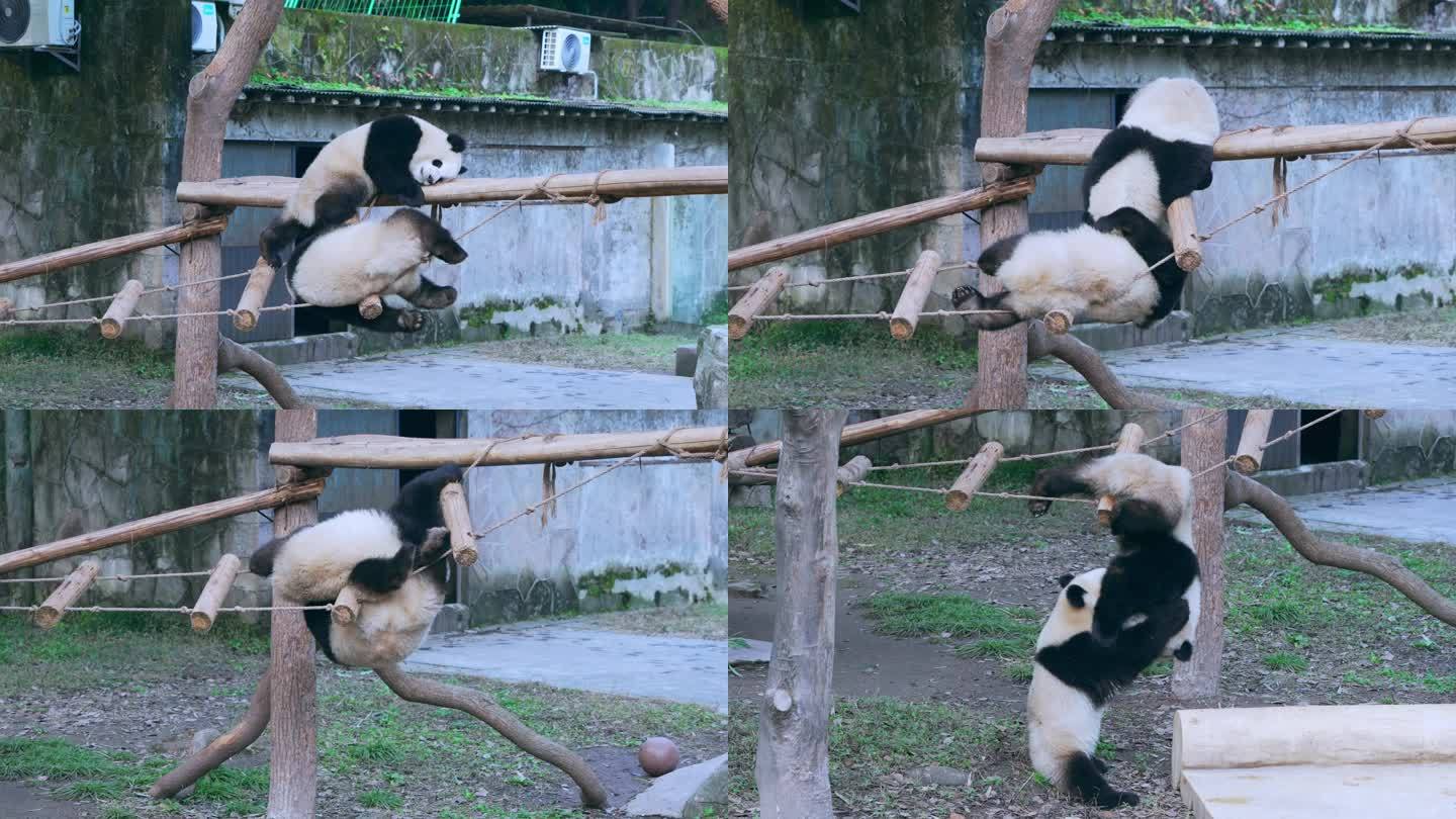 大熊猫吊桥玩耍