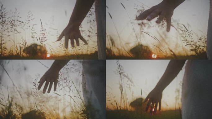 漫步的女人的手，抚摸着田园诗般的日出田野里的麦草