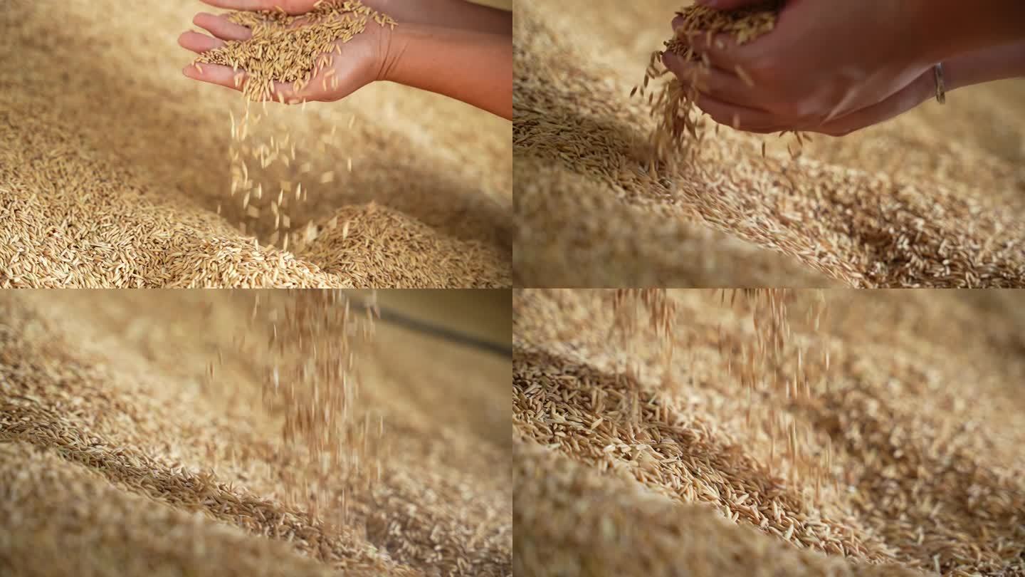 【4K升格】手捧起密密麻麻的稻米米粒