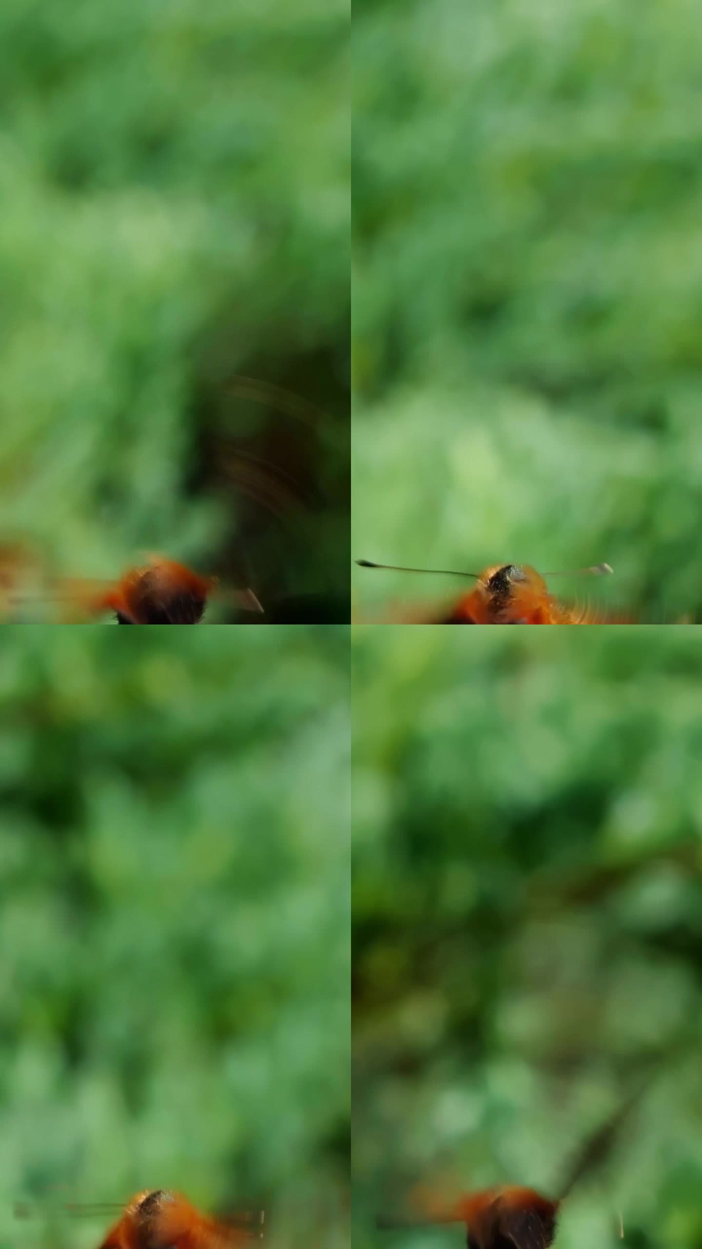 蝴蝶在阳光下飞舞，相机追逐蝴蝶，首先取景角相机特写垂直