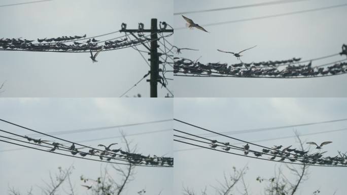 燕鸥电线栖息-升格动画