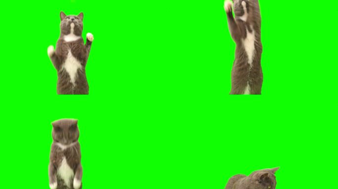 猫在绿屏上变色。灰猫被隔离在绿幕上。猫在坐着，抬头看，玩耍和抓东西。猫舔它的口鼻。小猫的视频。键控。