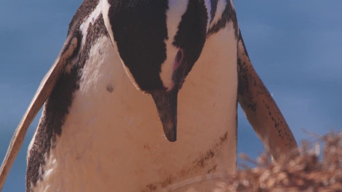 一只麦哲伦企鹅在展开翅膀摇着头之前仔细观察地面上的东西的特写