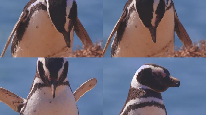 一只麦哲伦企鹅在展开翅膀摇着头之前仔细观察地面上的东西的特写