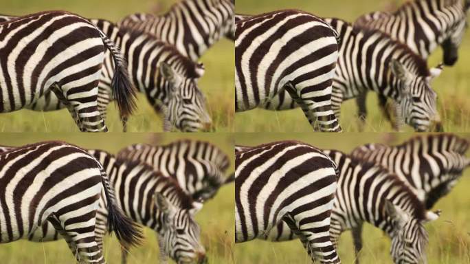 慢镜头拍摄一群斑马在茂密的非洲大草原上吃草，肯尼亚马赛马拉国家保护区的野生动物，马赛马拉北部保护区的