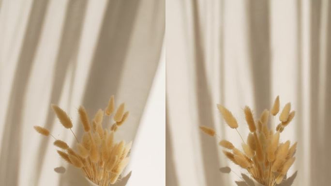 光和影从康乃馨的叶子和摇曳的白色薄纱在窗口。透明柔和的光影在墙上。产品展示，广告模型。