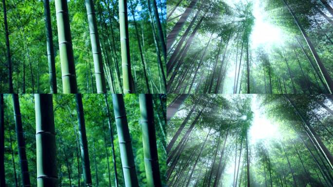 竹林深处 稳定器拍摄 竹林光影