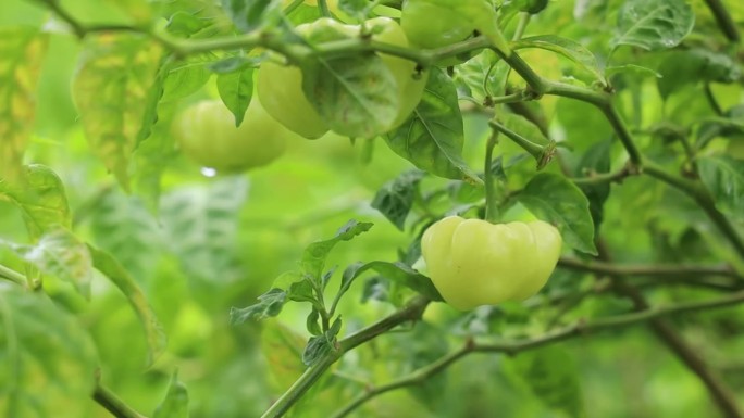 波多黎各农业实验站种植的有机甜椒