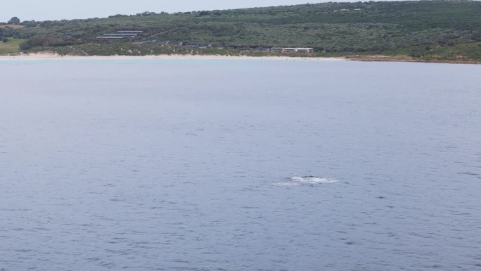 玛格丽特河史密斯海滩，日出时海湾里嬉戏的鲸鱼。