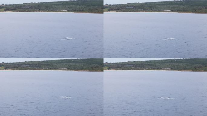 玛格丽特河史密斯海滩，日出时海湾里嬉戏的鲸鱼。