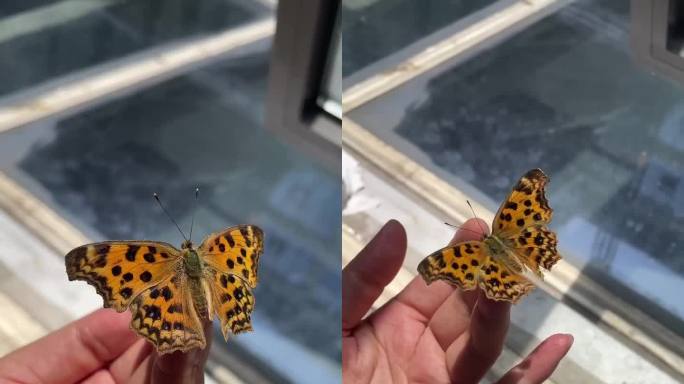 蝴蝶在手上飞