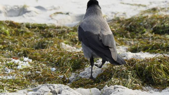 一只乌鸦在长满海藻的海滩上觅食，它的羽毛被海风吹皱。