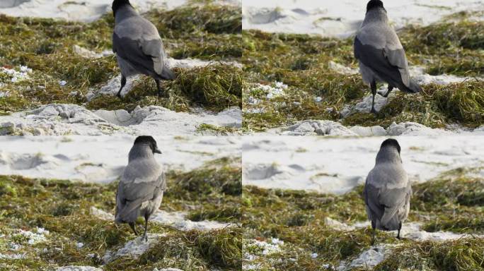 一只乌鸦在长满海藻的海滩上觅食，它的羽毛被海风吹皱。