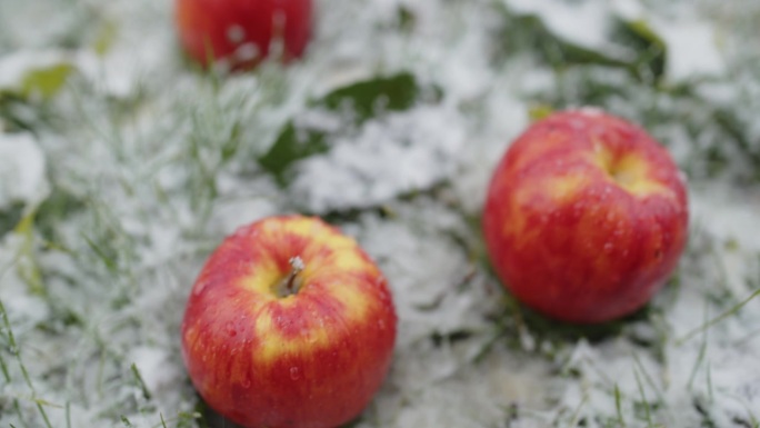 SLO MO高角度手持拍摄裁剪手采摘新鲜苹果从积雪覆盖的田地