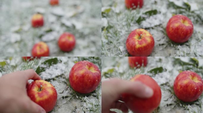 SLO MO高角度手持拍摄裁剪手采摘新鲜苹果从积雪覆盖的田地