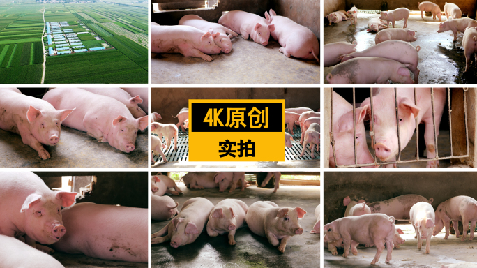 【4K原创】养猪场猪舍生猪养殖肉猪农场
