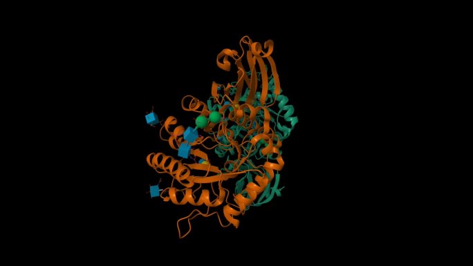人α -半乳糖苷酶底物结合