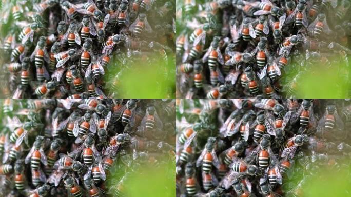 蜜蜂聚集在一起筑巢。
