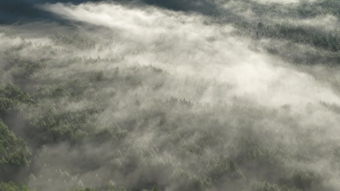 大兴安岭森林夏日风景