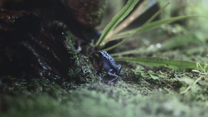 蓝毒镖蛙
