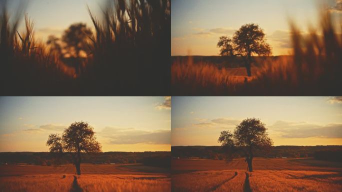 日出时农村田野里金色的小麦作物和树木的剪影