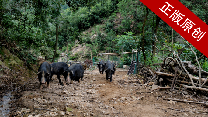 【4K原创】航拍高原藏香猪森林散养黑猪