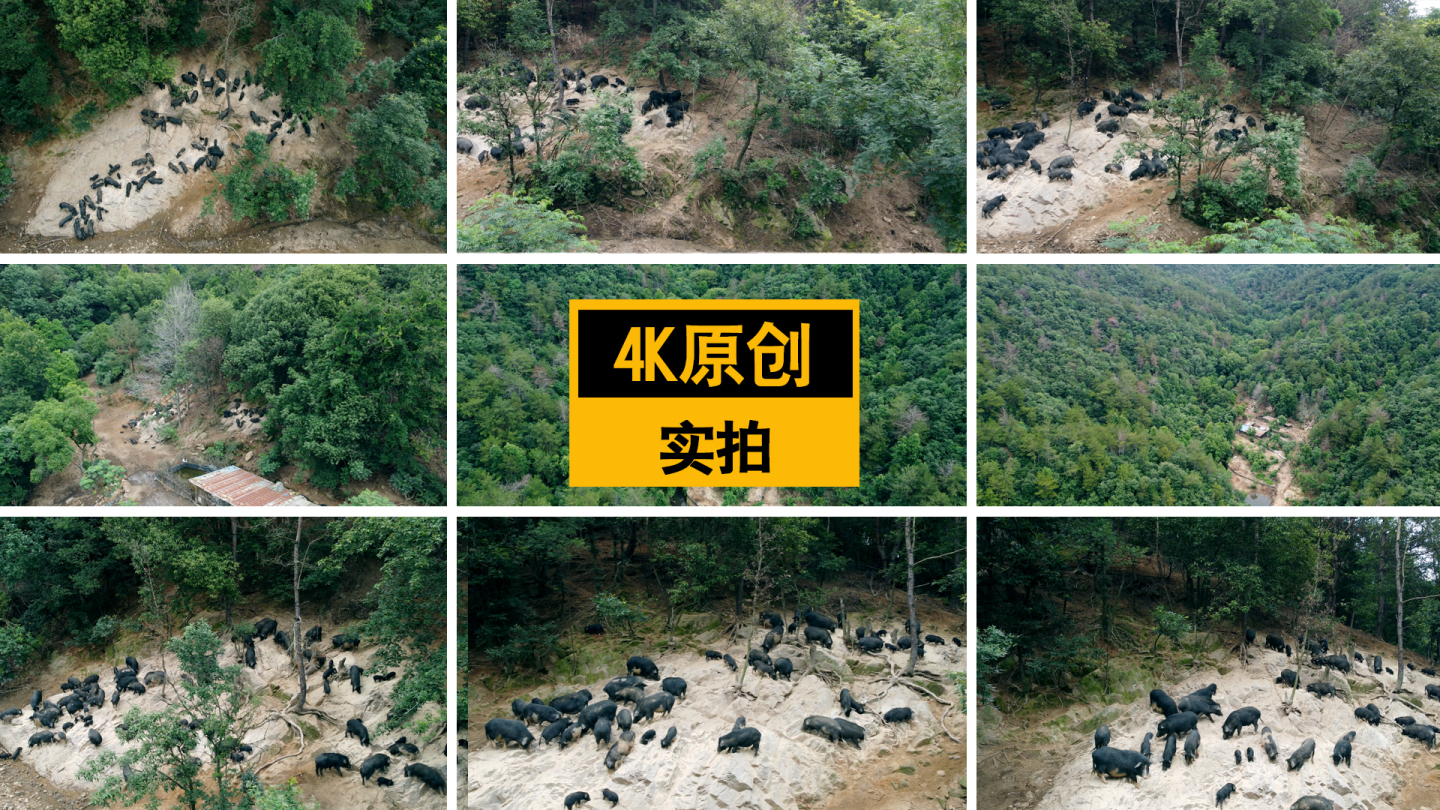 【4K原创】航拍高原藏香猪森林散养黑猪