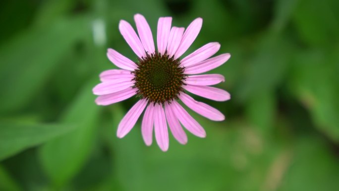 绿色草丛中粉色的雏菊花