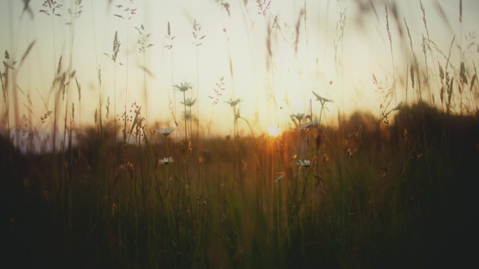 高草和雏菊生长在田园诗般的，宁静的乡村田野在日出