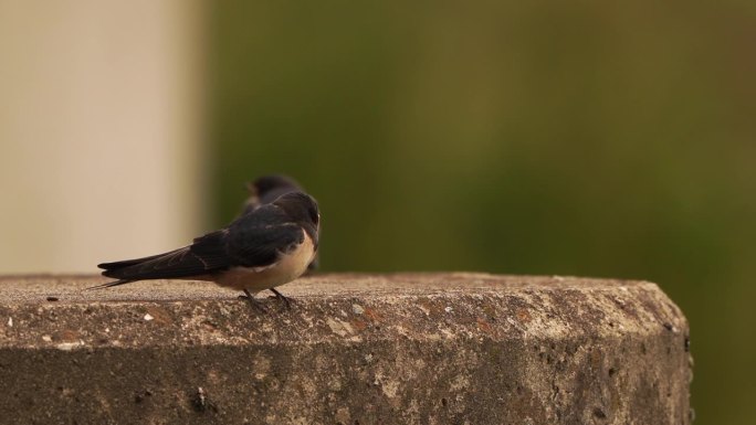一只幼年的小燕子(Hirundo rustica)坐在一根混凝土柱子上环顾四周
