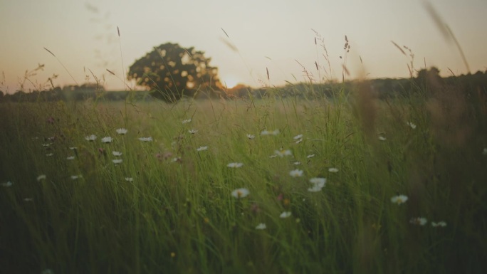 高草和雏菊生长在田园诗，宁静的田野与树