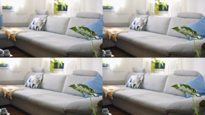 客厅里室内植物后面的灰色沙发和靠垫