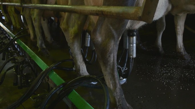 奶牛场，澳大利亚产奶