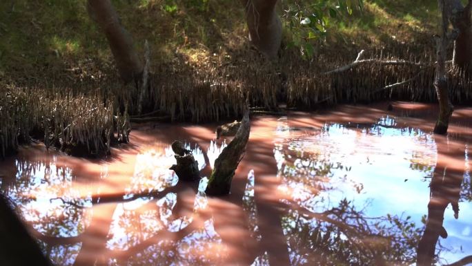 浅水鸭灰绿鸭(浅水鸭)被发现于高盐度的粉红红树林湿地，觅食水生无脊椎动物，旱季蓝绿藻繁盛，罕见现象。