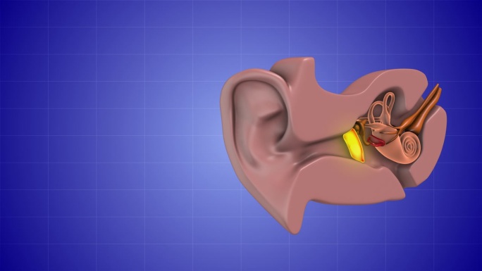 医学三维动画耳解剖