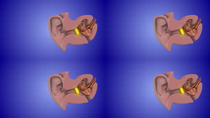 医学三维动画耳解剖